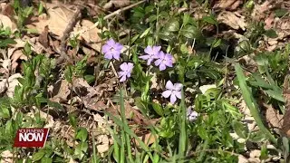 Hancock County park officials do some trail cleanup ahead of hiking season
