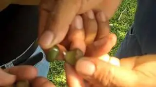 Meet the Maya Nut Seed!