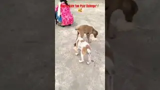 Cute Dog #dog #shortvideo #puppy #doglover#animals
