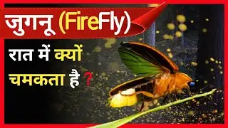jugnu रात में क्यों चमकता है | firefly | FunFact Random fact