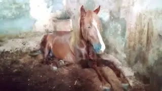 mostrando os cavalos do cte do gazo@ppfigerodo