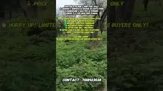 Janori Farm Deal 🌿 500 Kila Plane Land @ ₹50K/Kanal!