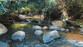Soothing Forest River Sounds Over Rocks | Relaxing Water Ambience for Stress Relief
