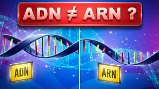 Différences ADN et ARN expliquées simplement ! Animation 3D