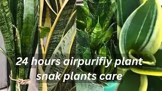 Snake Plants full care #tips