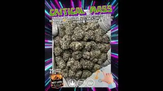 CRITICAL MASS (Indica, 33% THCa) deep relaxation - 📦 Indoor &bull; Distributor Ready &bull; Bulk Available