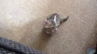 Even more cats