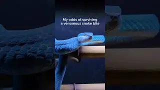 My snakes want to end me. #reptiles #venomoussnakes #pets