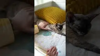 Xxin德文猫舍|和小猫在一起的每一天 简简单单的每一天就很幸福呀大家好我是你的德文饲养员小鑫呀~#德文卷毛猫 #德文卷毛猫繁育人 #德文猫舍 #我的小猫幸福我就幸福 #小猫咪是看不腻的