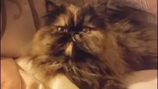 Persian Tortie Cat 🐈&zwj;⬛ tells me she&rsquo;s hungry (Daily Cat Videos)