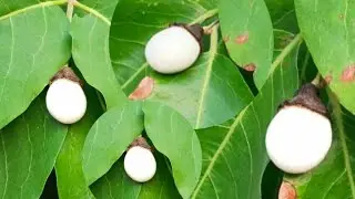 vadivelava original white Billa call🏝📲6263810208