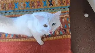 My Deaf Cat Demands Attention