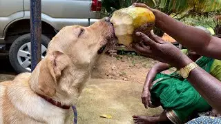 Labrador puppy gets a healthy farm fresh Tender Coconut 🌴 from his Grandma and dad | Little John |