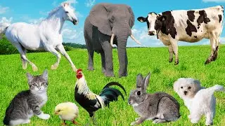 Animal Sounds: Cow, Rabbit, Elephant, Goat, Puppy, Cat, Dog, Kitten, Sheep - REAL FARM ZOO, Animals