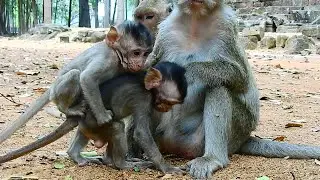 How baby monkey make fun