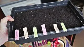 When to plant tomato seedlings? We'll break it down by region.
