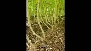 The EXPERTS Guide to Growing Cassava for Beginners #cassava #farming #agriculture #shorts