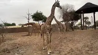 Amazing Giraffe in the Wild 🐾 | Wildlife Video