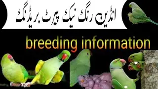 Indian Ringneck Parrot Breeding Season | Nest Box, Diet & Care Tips