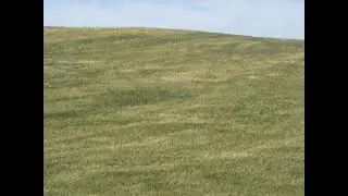 Windblown Grass - The Palouse, WA