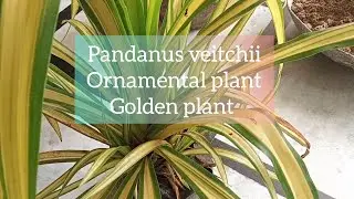pandanus veitchii/screw pine/ornamental plant/how to grow and reporting/golden plant/plant reporting