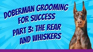Rear & Whiskers Grooming for the Doberman - Grooming for Success (Part 3)