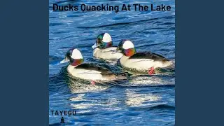 Ducks Quacking At The Lake 1 Hour Relaxing Nature Ambient Yoga Meditation Sound For Sleeping or...