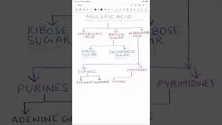 Nucleic Acid | Biology Board To Neet #shorts #shortvideo #biology#nucleicacid #Biology_Board_To_Neet