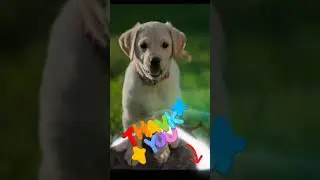 subscribe for more #dogvideoshorts # beautifull dog#labray dog