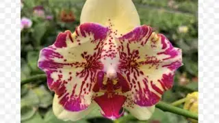 Новая Орхидея ! Распаковка Phal.Spot Leopard 