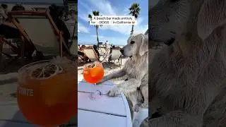 A beach bar made entirely for DOGS in california (Rosie&rsquo;s dog Beach) 😍 #shorts