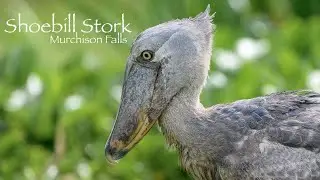 Shoebill stork - Nile Delta - Murchison Falls National Park - Uganda 4K