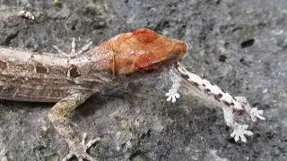 Brown Anole Lizard Eating a Gecko