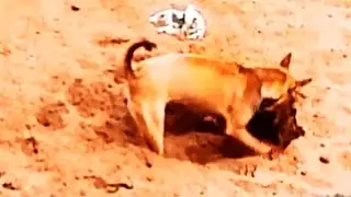 Dog digging a big hole in sand