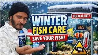 How to Protect Aquarium Fish During Winter | Winter  Care Tips | Keep Fish Healthy in Cold Season
