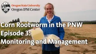 Corn Rootworm in the PNW Episode 3: Monitoring and Management