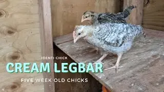 Crested Cream Legbar: 5-Week-Old Chicks