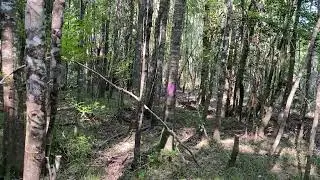Hardwood Crop Tree Release