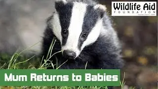 Injured Badger is Reunited with her Babies! Happy Emotional Film
