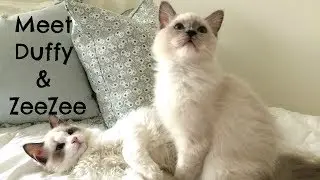 Welcome to Ragdoll Love - The Ragdoll Cat Channel