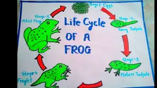 life cycle of frog||frog life cycle drawing|how to draw frog life cycle drawing step by step||school