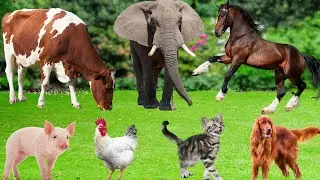 Explore the Animal World: Horse, Cow, Cat, Duck, Chicken, Pig, Sheep, Elephant, Dog &ndash; Animal Sounds