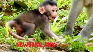 Ever cute newborn monkey, Julina's sister look so cute, Jade has a cute&fat newborn