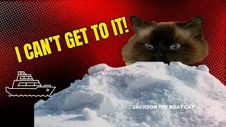 How Will This Cat React to Snow?