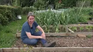 Jane's Allotment June 30th 2019 - things are looking up!