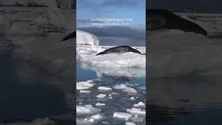 Biggest Leopard Seal in Antarctica 🇦🇶