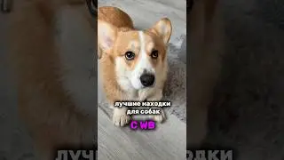 🐶Воск для лап WB : #WW285509#корги #щенок #собака #юмор