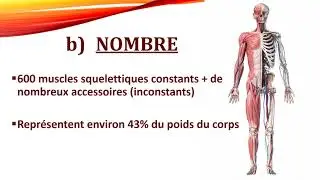 MYOLOGIE