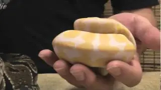 D&eacute;couvrez le Python royal