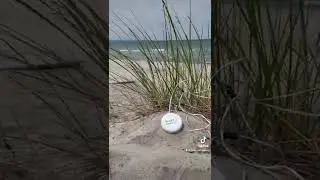 Have you ever heard BEACH GRASS PLANT MUSIC!? - PLANTChoir